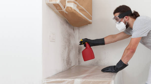 Professional Basement Mold Remediation technician working in North Arlington, NJ