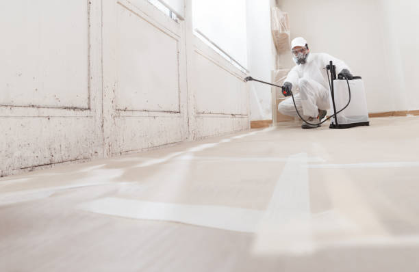 24/7 Emergency Basement Mold Remediation experts in North Arlington, NJ