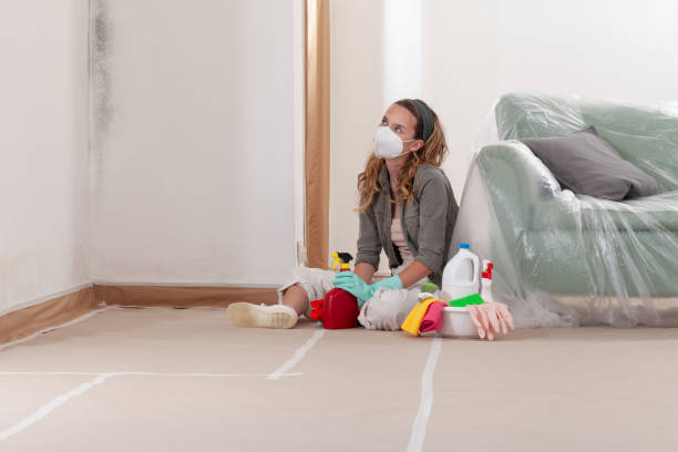 Reliable Basement Mold Remediation contractor in North Arlington, NJ by Car Mold Remediation