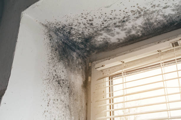 Affordable Basement Mold Remediation solutions in North Arlington, NJ